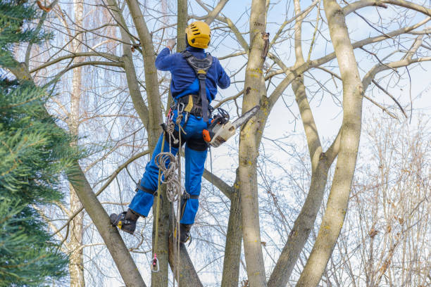 Reliable East Troy, WI Tree Care Services Solutions